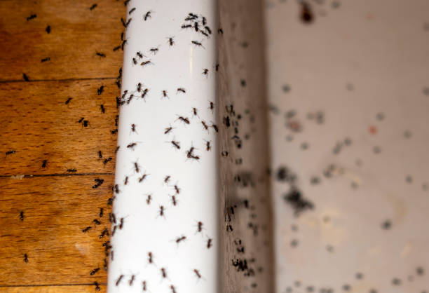 Best Best Pest Control Companies  in Gunbarrel, CO
