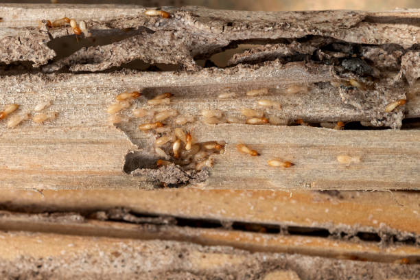 Best Pest Control Near Me  in Gunbarrel, CO