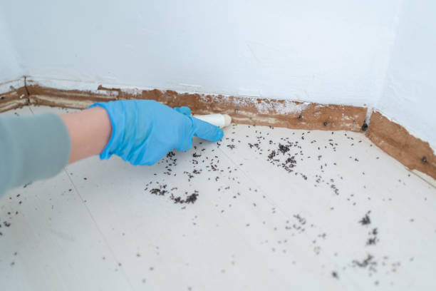 Best Best Pest Control Companies  in Gunbarrel, CO